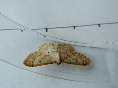 Small Fanfooted Wave